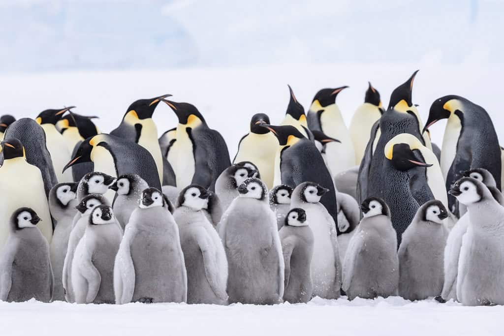 Emperor Penguins Adults And Chicks