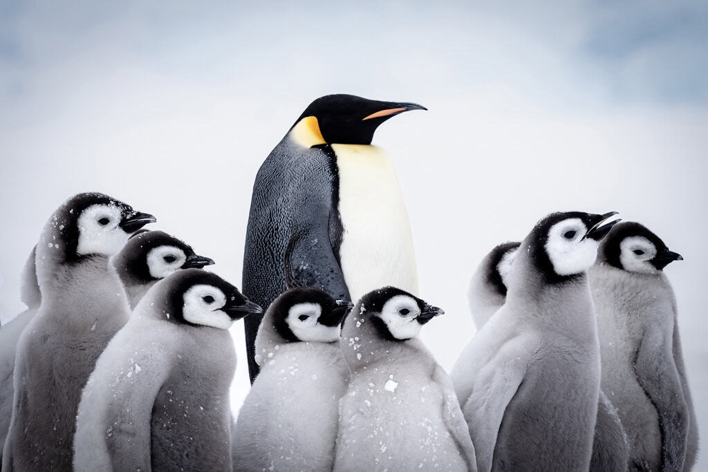 Emperor Penguin And Chicks