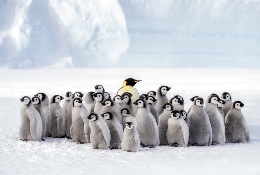 Lazarev Emperor Penguin Colony Adult With Chicks
