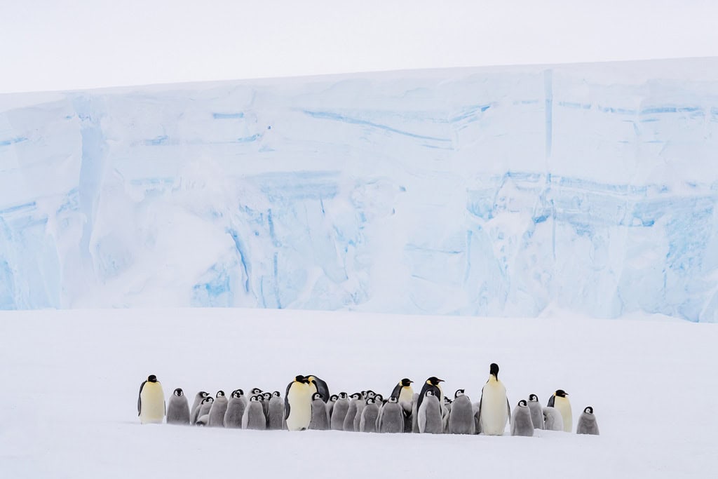 Emperor Penguins With Lazarev Iceberg