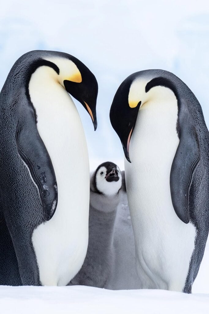 Emperors Feeding Chick
