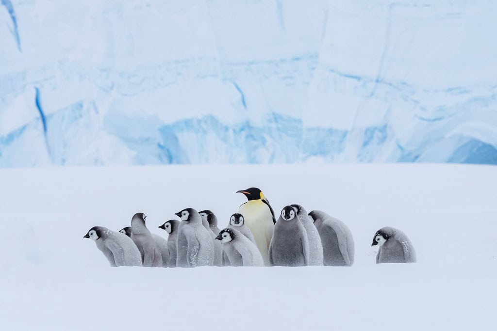 A Group Of Penguins In The Snow