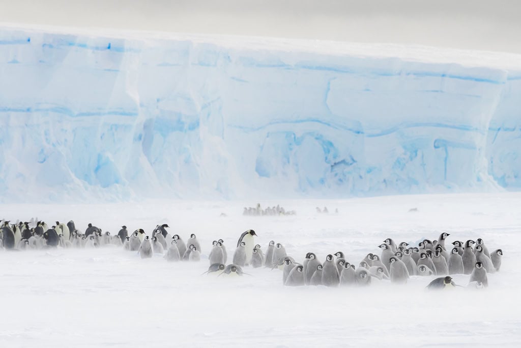 Emperor Penguins At Lazarev Colony In The Snow
