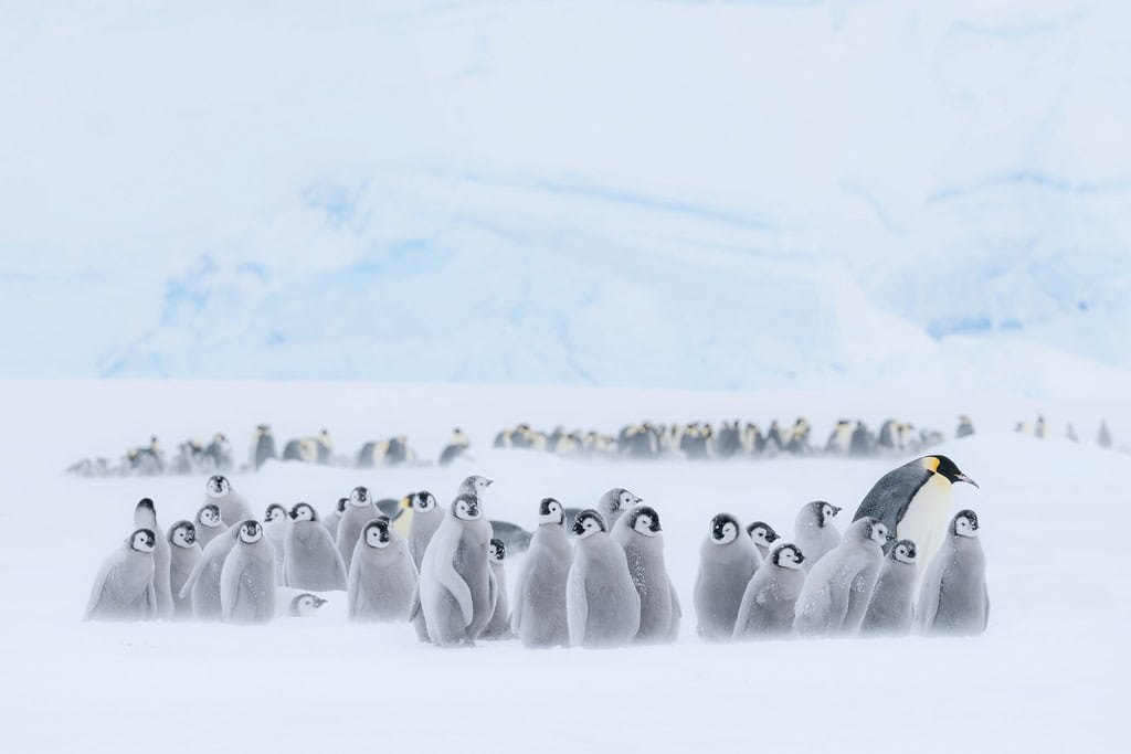 Lazarev Colony Penguins