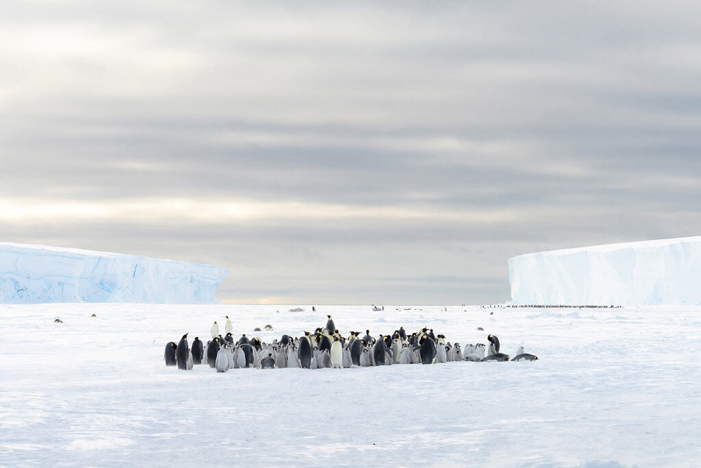 Where Is The Lazarev Emperor Penguin Colony?