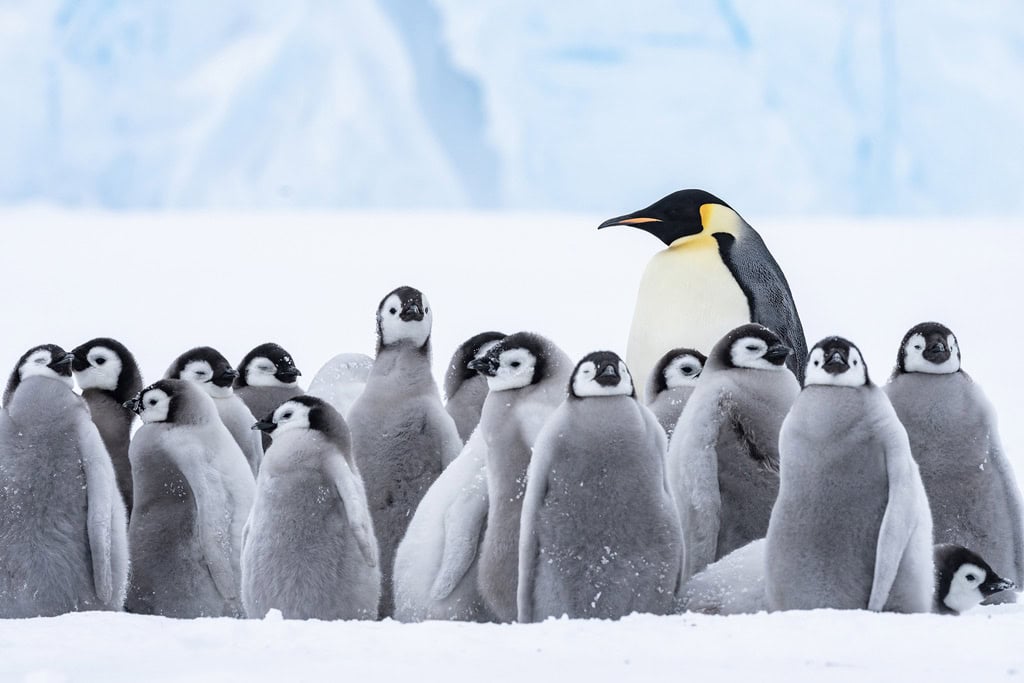 Emperor Penguin With Chicks Lazarev