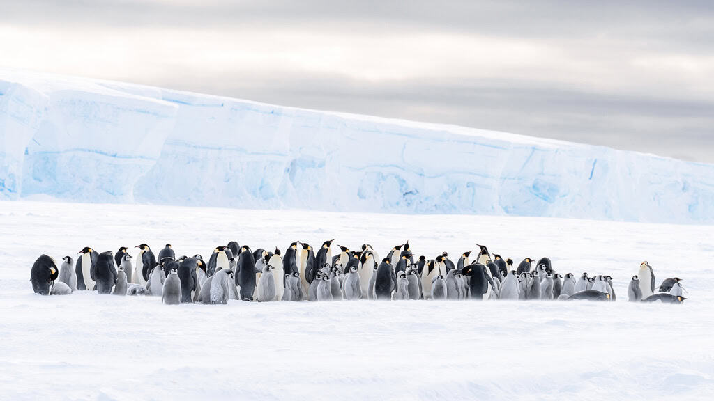 Lazarev North Emperor Penguin Colony With Iceberg