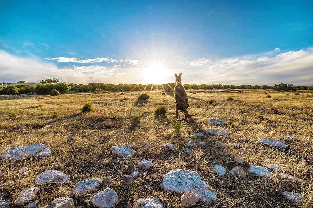 Kangaroo Island In Adelaide, South Australia