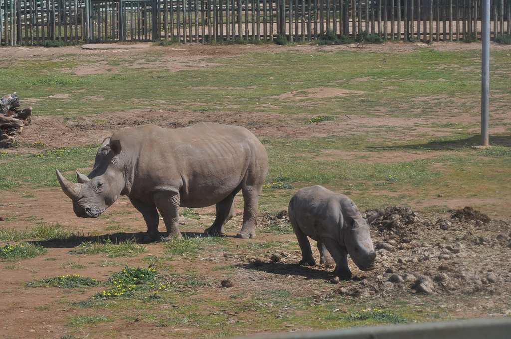 Rhinos In Monarto Safari Park