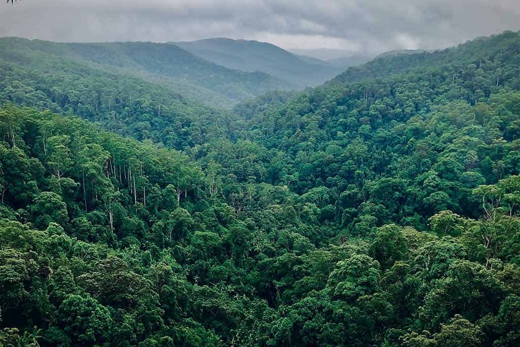 Springbrook National Park Forests