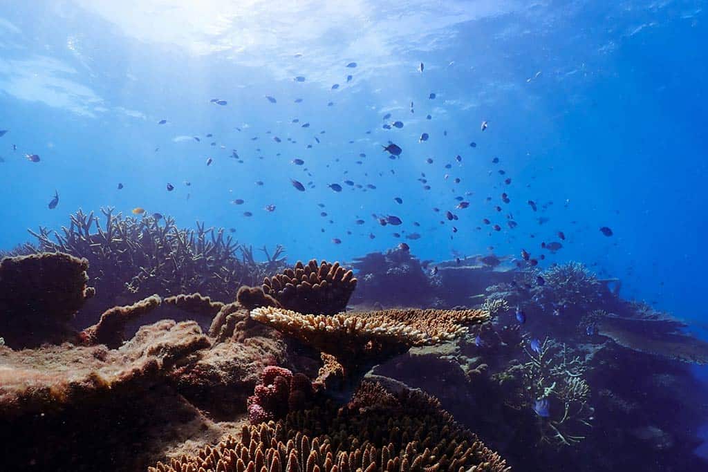 Great Barrier Reef Port Douglas