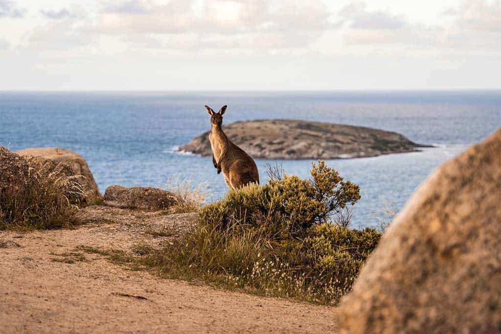 Kangaroo By The Coast In Victor Harbor