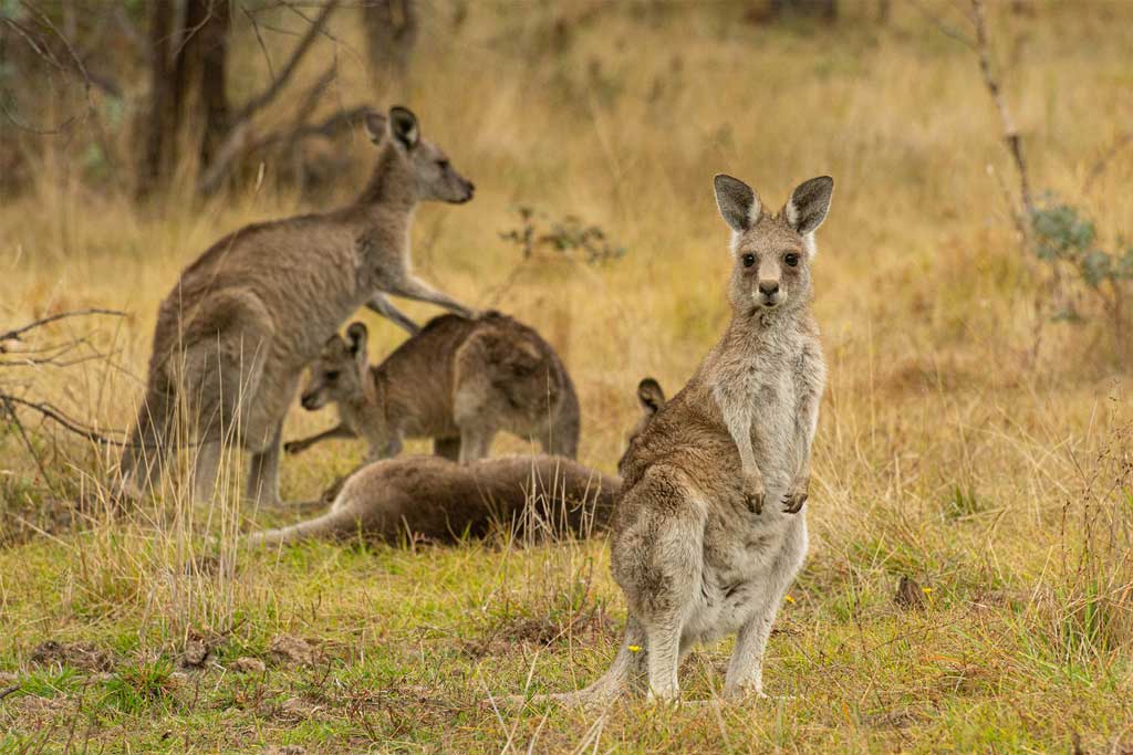 Kangoeroes Australië