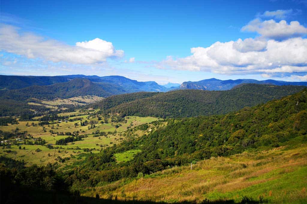 Lamington National Park Greenery