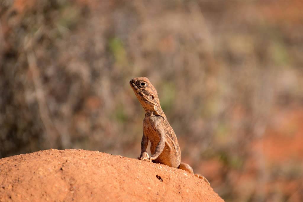 Lizard Uluru