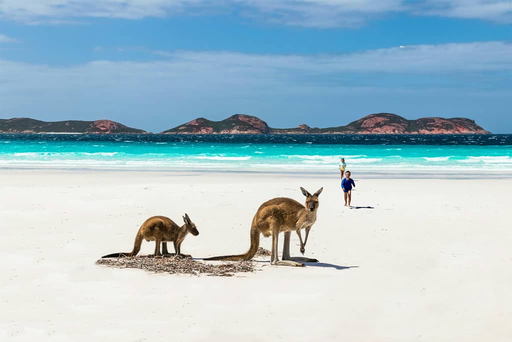 Kangaroos On The Beach In Lucky Bay