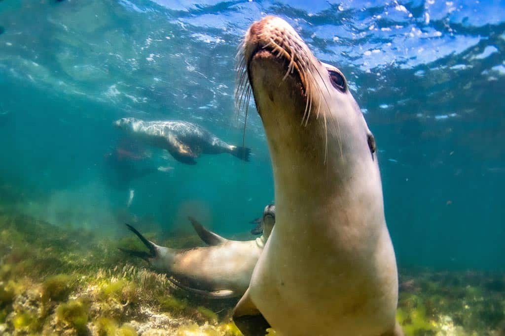 27 Best Beaches In Western Australia (2025 Guide) Sea Lions In Jurien Bay Marine Park