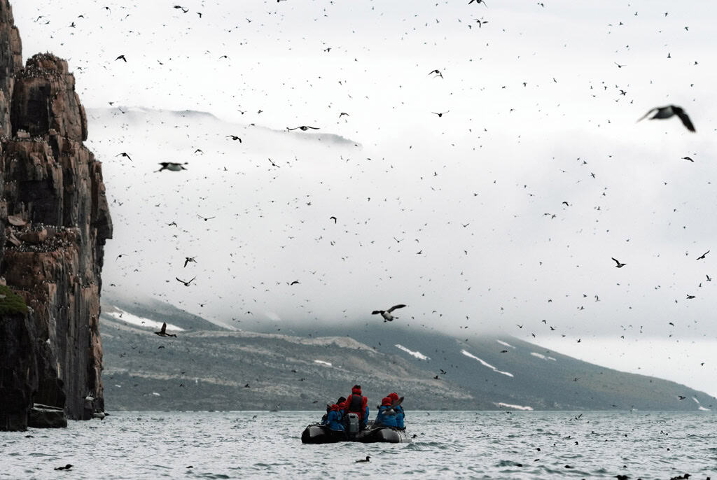 Zodiac Cruising Alkefjellet Brünnich's Guillemots