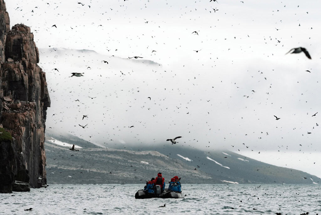 Guillemots de Brünnich em Alkefjellet