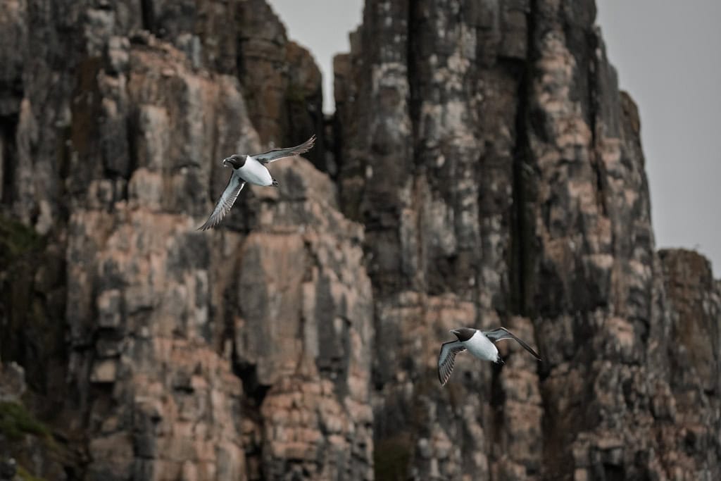 Guillemots de Brunnich em voo Alkefjellet