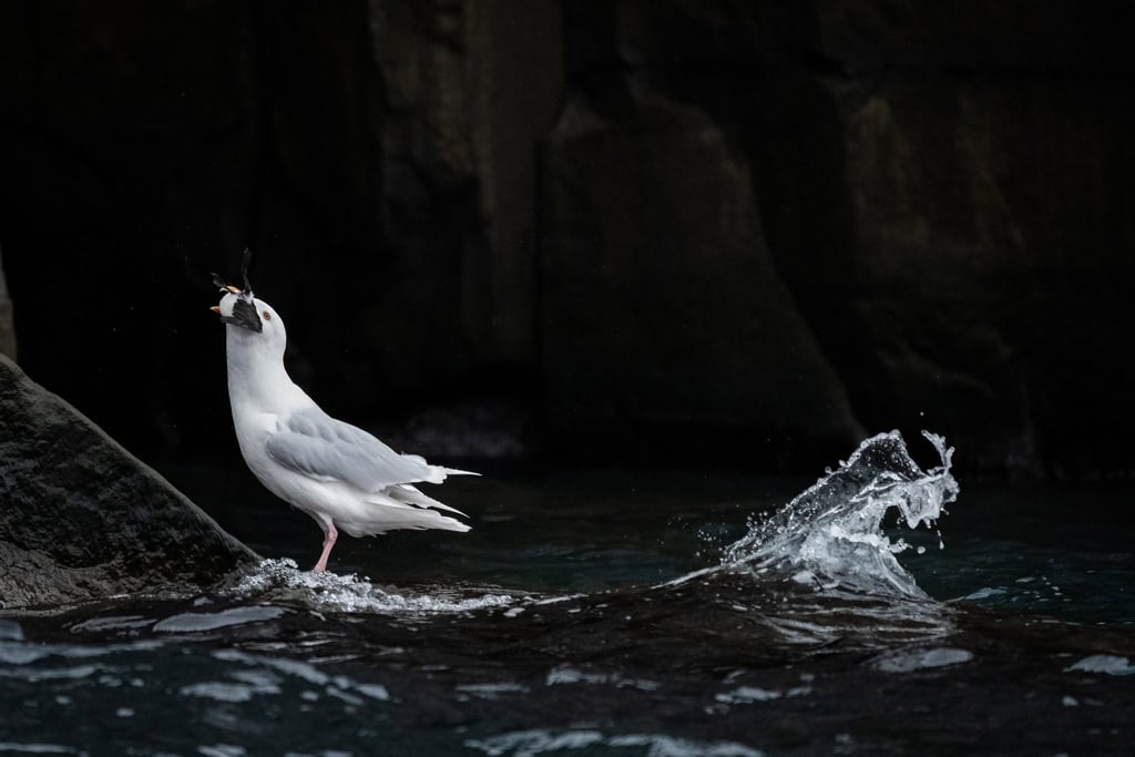 Gaivota-glauca comendo filhote de guillemot