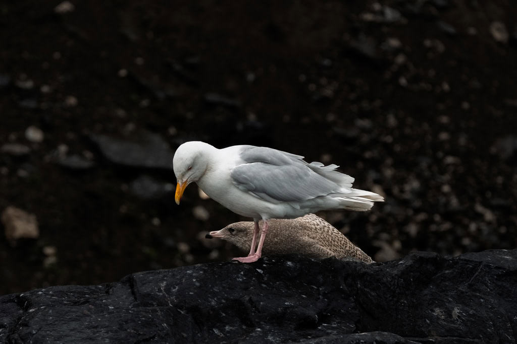 Gaivota-glauca com juvenil