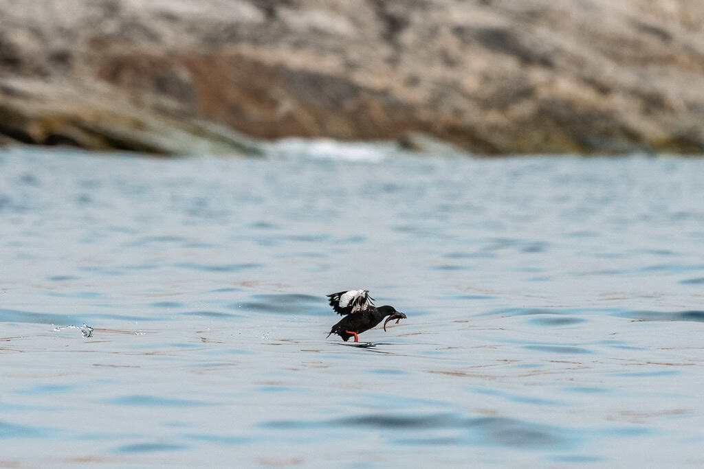 Guillemot com comida voando