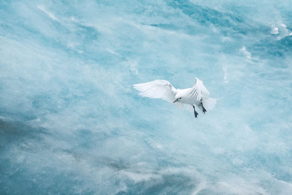 Gaivota-do-marfim Negribreen Svalbard