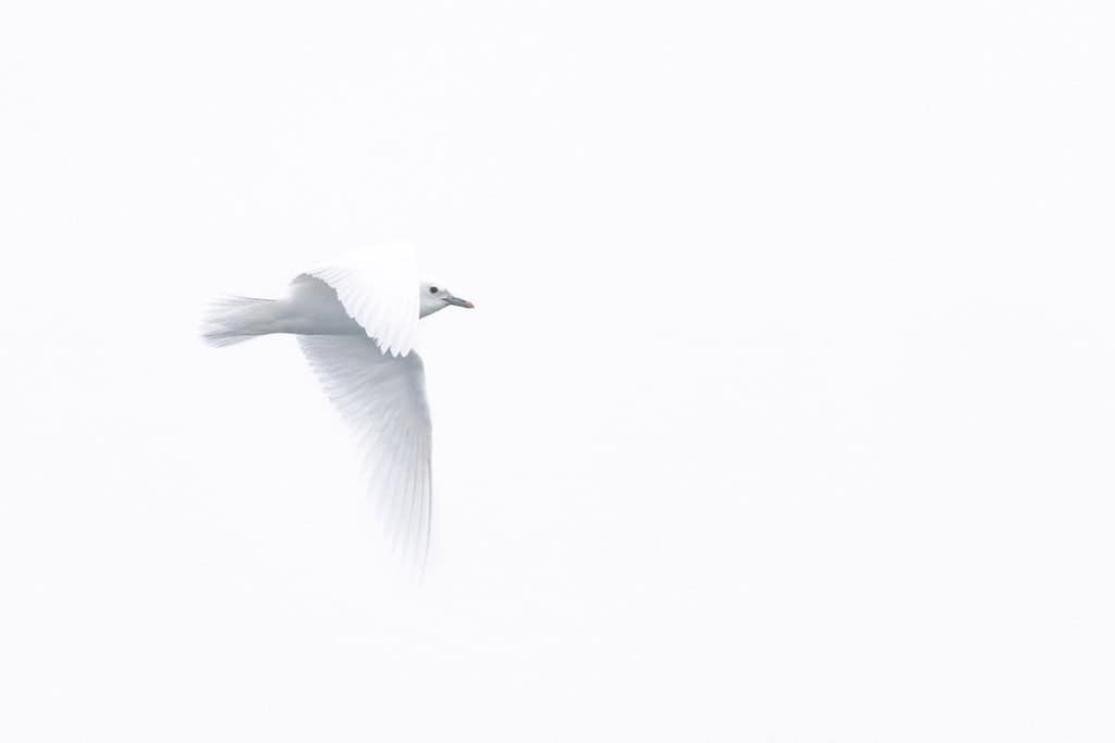 Gaivota-marfim do Ártico de Svalbard