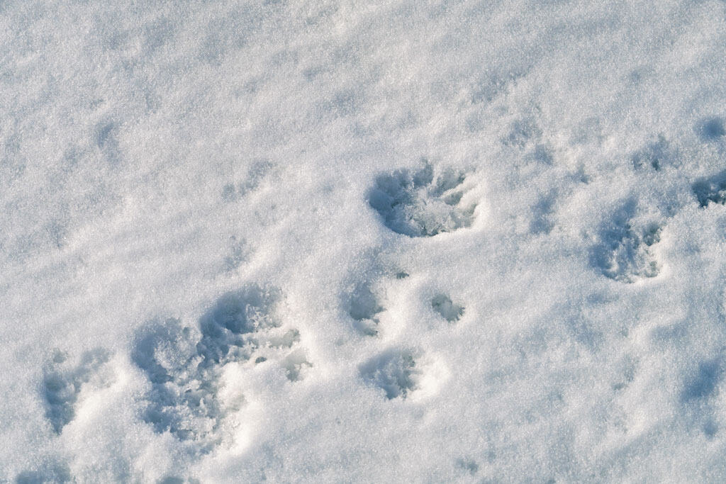 Pegadas de urso polar