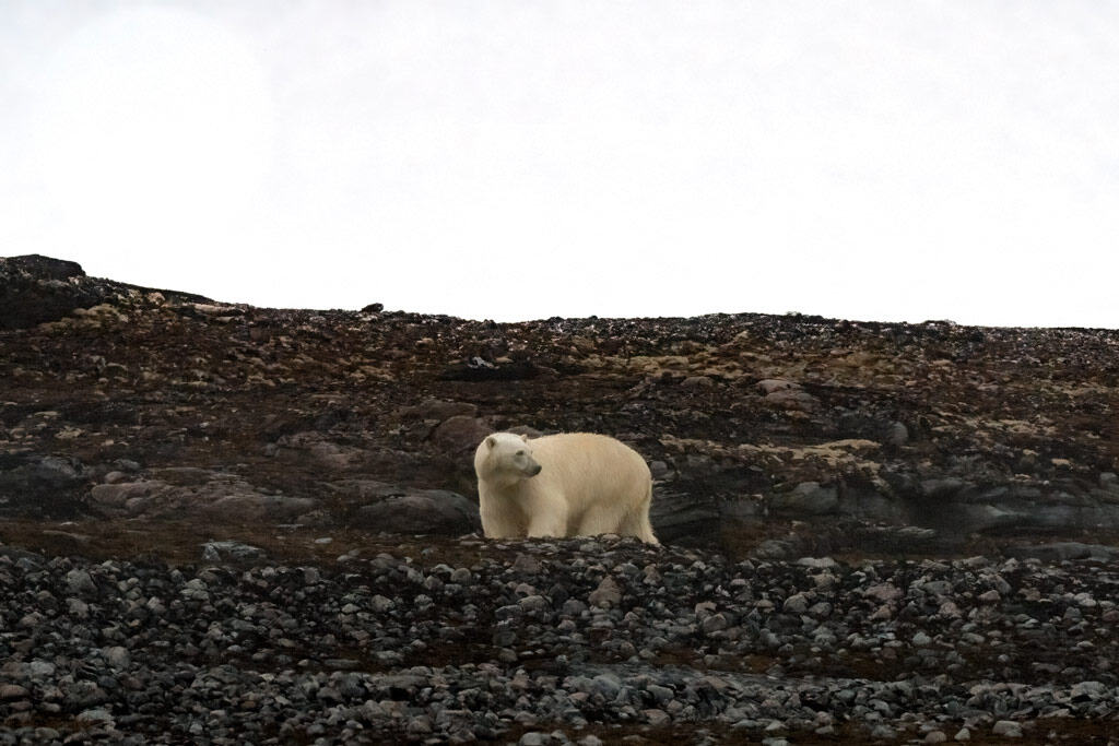 Urso polar Kvitøya Svalbard