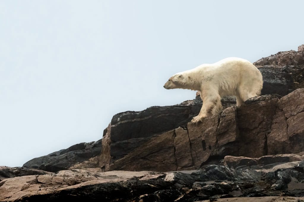 Urso polar Kvitøya