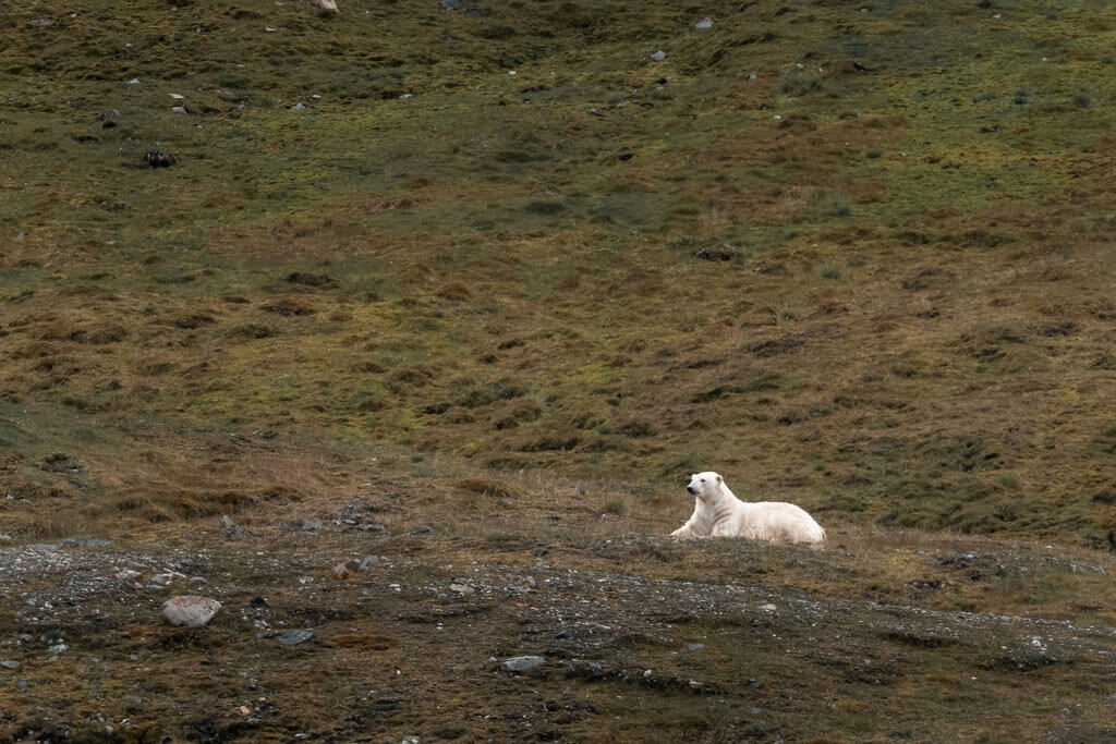 Urso polar em Recherchefjord