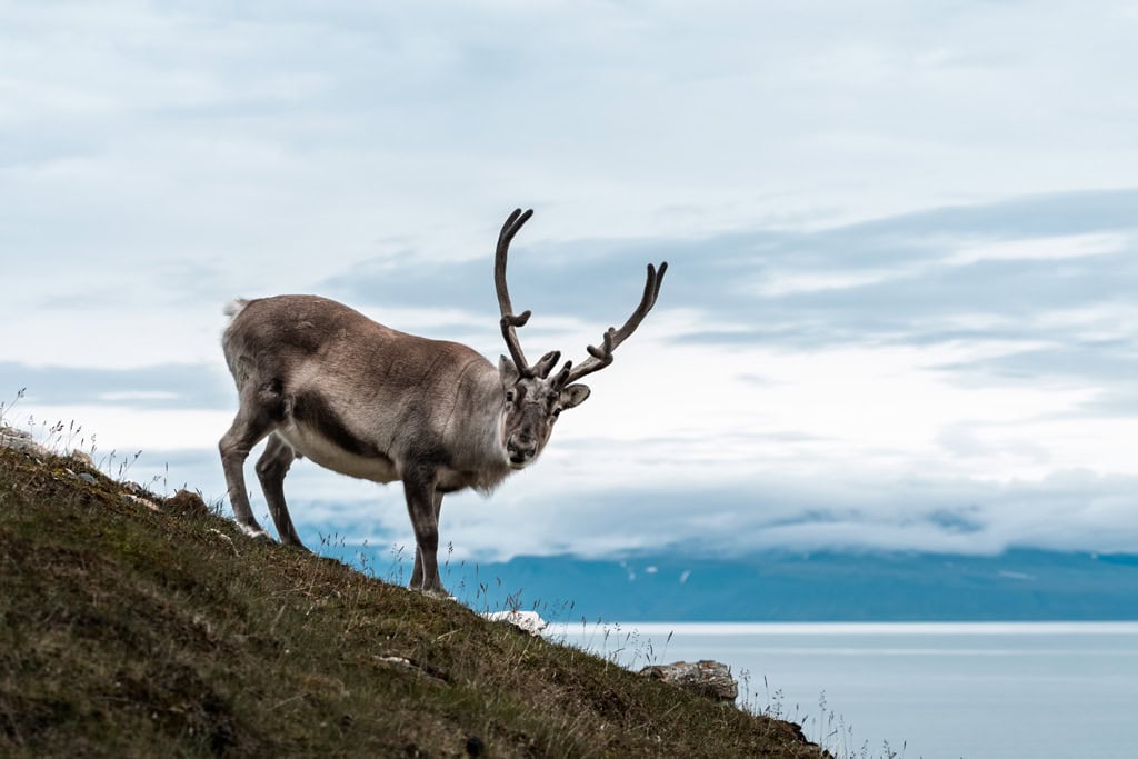 Renas em Alkhornet Svalbard