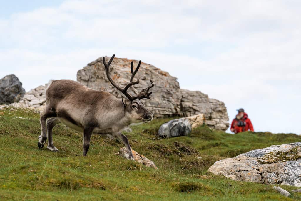 Renas correndo em Alkhornet e Svalbard