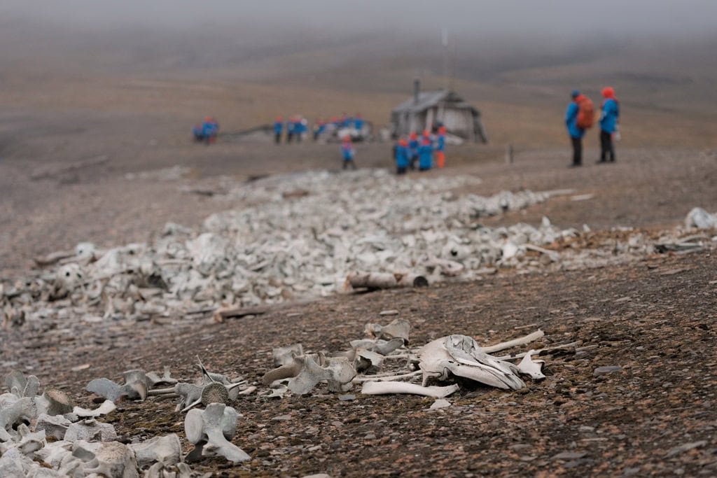Ossos de baleia em pessoas no cruzeiro de Bamsebu Svalbard Aurora