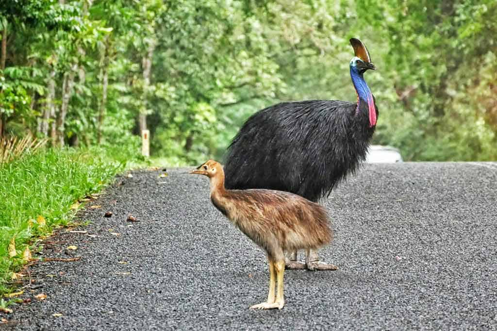 Kasuarissen Daintree Regenwoud
