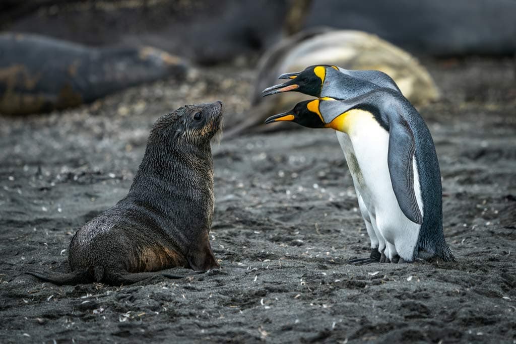 Penguin And Seal Face To Face On Salisbury Plain South Georgia Island