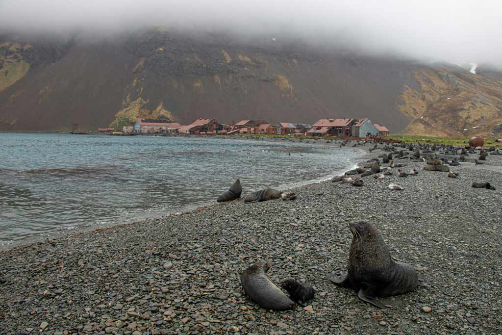 Seals At Stromness, South Georgia